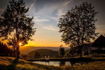 Body of Water Between W Trees during Sunset