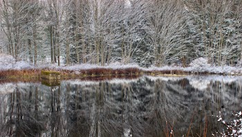 Body of Water Near Bare Trees during Daytime