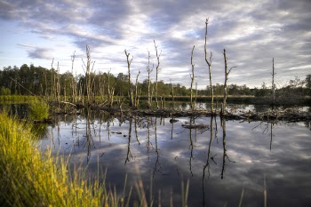 Body of Water Near Green Trees Under Cloudy Sky