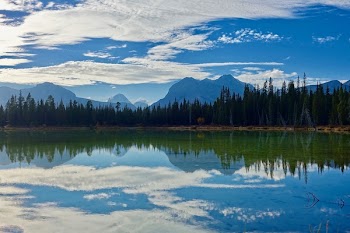 Body of Water Near of Pine Trees