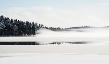 body of water near pine trees