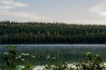 Body of Water Near Trees