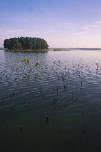Body of Water Near Trees