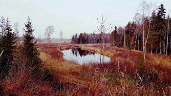 Body of Water Near Trees Under Cloudy Sky