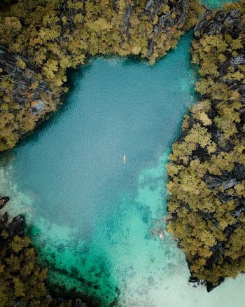 body of water surrounded by trees