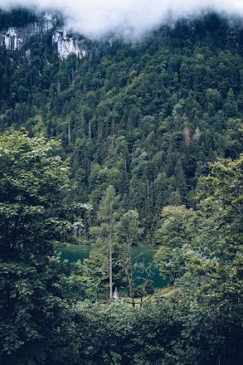 body of water surrounded by trees during daytime