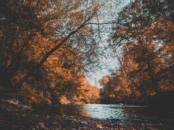body of water surrounded of brown trees