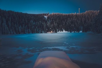 body of water surrounded of trees