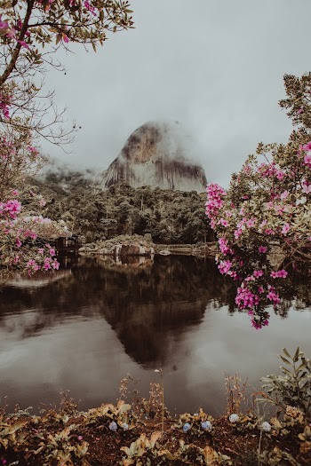 Body of Water Surrounded With Plants and Flowers