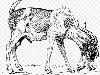Boer goat Angora goat Grazing Horn Clip art - goat 