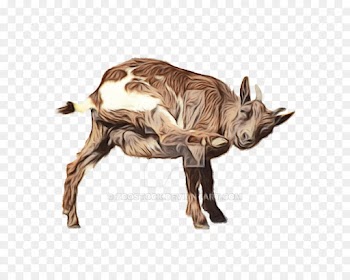 Boer Goat, Horn, Mountain Goat, Terrestrial Animal, Wildlife PNG