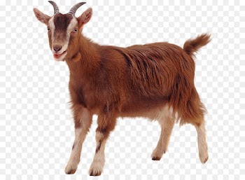 Boer goat Pygmy goat Oberhasli goat Portable Network Graphics Sheep - sheep 