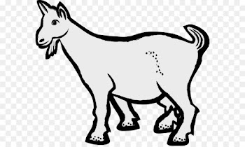 Boer Goat, Russian White Goat, Sheep, Mammal, Vertebrate PNG