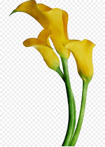 Bog arum Arum Lilies Cut flowers Yellow Arum-lily -  