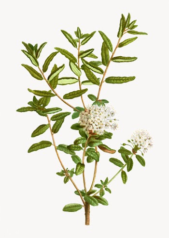 Bog labrador tea plant | Free stock vector - 568603