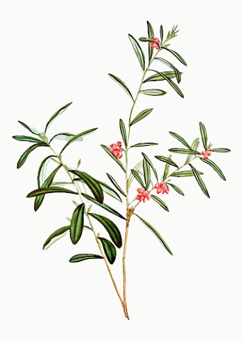 Bog Rosemary bush | Free stock vector - 567913