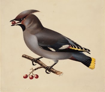 Bohemian waxwing, 1829, Wilhelm von | Free Photo - rawpixel
