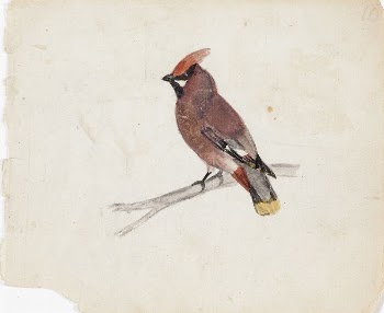 Bohemian waxwing, 1830, by Ferdinand | Free Photo - rawpixel