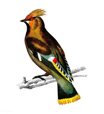 Bohemian waxwing (Bombycilla garrulus) illust.. | Free stock vector - 467540