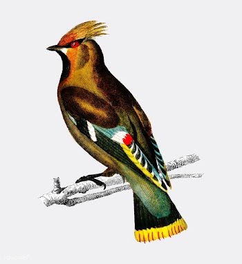 Bohemian waxwing (Bombycilla garrulus) illust.. | Free stock vector - 467542