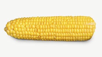 Boiled corn collage element, isolated | Free PSD - rawpixel