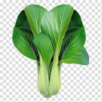 Bok choy Chinese cabbage Leaf vegetable , bok choy transparent background PNG clipart