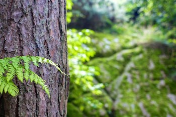          Bokeh Bark Free Photo     