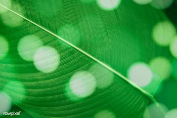 Bokeh on Calathea Lutea leaf macro shot background | Free  illustration - 2341496