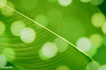 Bokeh on Calathea Lutea leaf macro shot background | Free  illustration - 2341499
