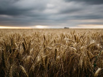 bokeh photography of a wheat field