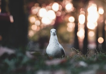 Bokeh Photography of a White and Black Pigeon on the Ground