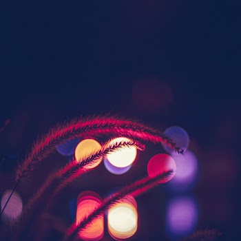 Bokeh Photography of Beige Plant