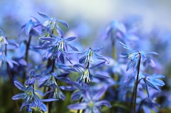 Bokeh Photography of Blue Flowers
