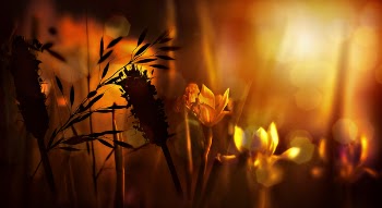 Bokeh Photography of Flowers