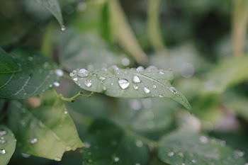 Bokeh Photography of Green Leaf