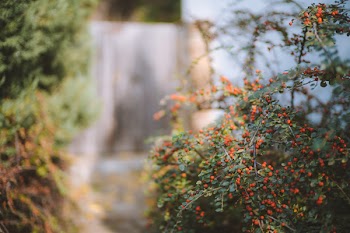 Bokeh Photography of Red Fruits Plant