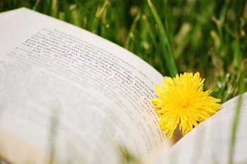 Bokeh Photography of Yellow Flower on Top of White Book