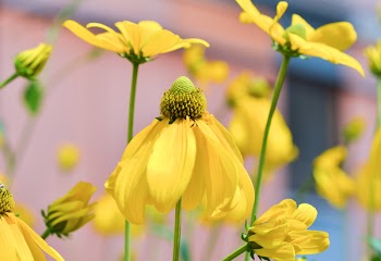 Bokeh Photography of Yellow Flowers