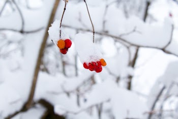 Bokeh Shot of Red Fruit With Snow