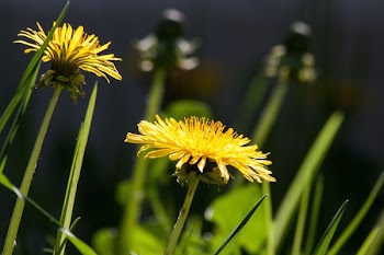 Bokeh Shot of Yellow Flower during Daytime