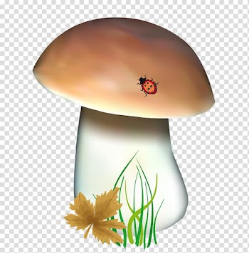 Boletus edulis Fungus , mushroom transparent background PNG clipart