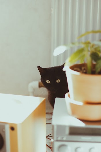 Bombay Cat in Front of Green Plant in White Pot