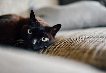 Bombay Cat Lying on the Brown Textile