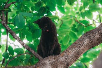 Bombay Cat on Tree Branch