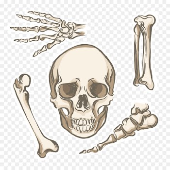 Bone Human skeleton Human body Human anatomy - Vector Skull skeleton 