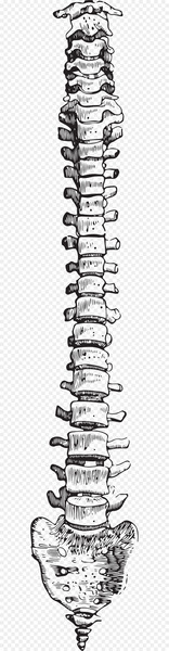 Bone Human skeleton Vertebral column - Hand drawn skeleton 
