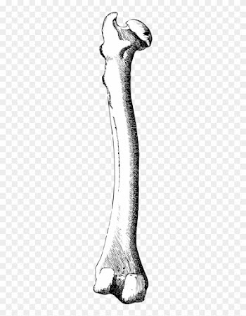 Bone,leg - Bone
