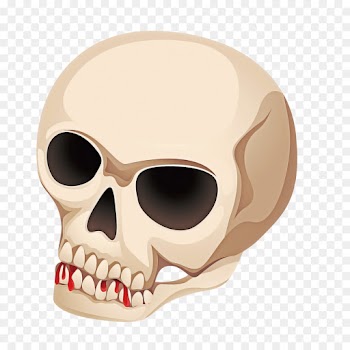 bone skull face head jaw