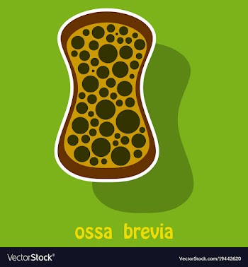 Bone sticker icon single high quality outline vector image