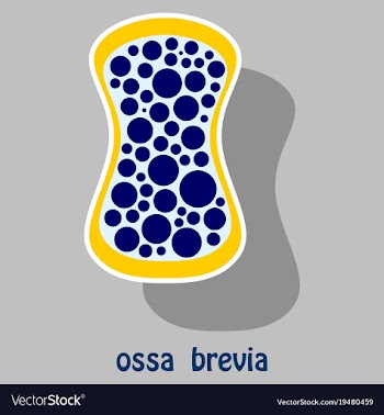 Bone sticker icon single high quality outline vector image